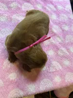 Pink Collar, a female Irish Setter for sale in Russellville, AL – Photo 3 of 6