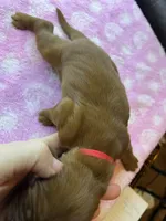 Red Colar, a male Irish Setter for sale in Russellville, AL – Photo 4 of 7