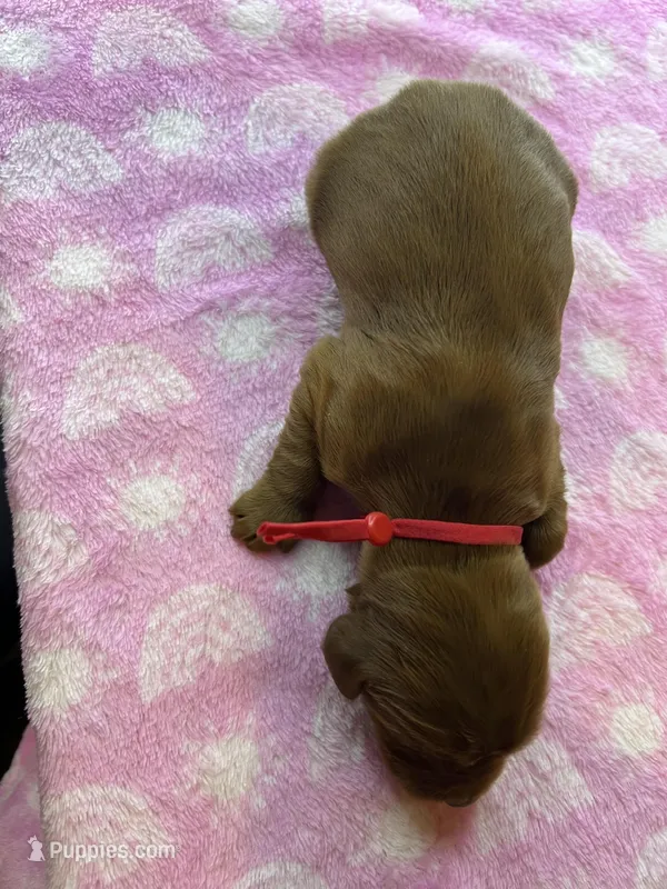Red Colar – Irish Setter puppy for sale in Russellville, AL