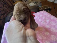 Red Colar, a male Irish Setter for sale in Russellville, AL – Photo 7 of 7