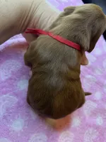 Red Colar, a male Irish Setter for sale in Russellville, AL – Photo 2 of 7