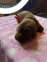 Red Colar, a male Irish Setter for sale in Russellville, AL – Photo 3 of 7