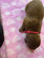 Red Colar, a male Irish Setter for sale in Russellville, AL – Photo 6 of 7