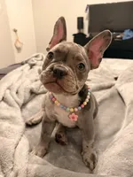 Rain, a female French Bulldog for sale in Bayonne, NJ – 4 of 7