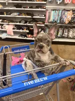 Rain, a female French Bulldog for sale in Bayonne, NJ – 1 of 7