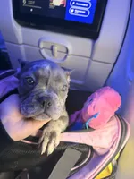 Rain, a female French Bulldog for sale in Bayonne, NJ – 5 of 7