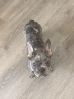Rain, a female French Bulldog for sale in Bayonne, NJ – 6 of 7
