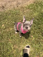 Rain, a female French Bulldog for sale in Bayonne, NJ – 7 of 7