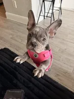 Rain, a female French Bulldog for sale in Bayonne, NJ – 3 of 7