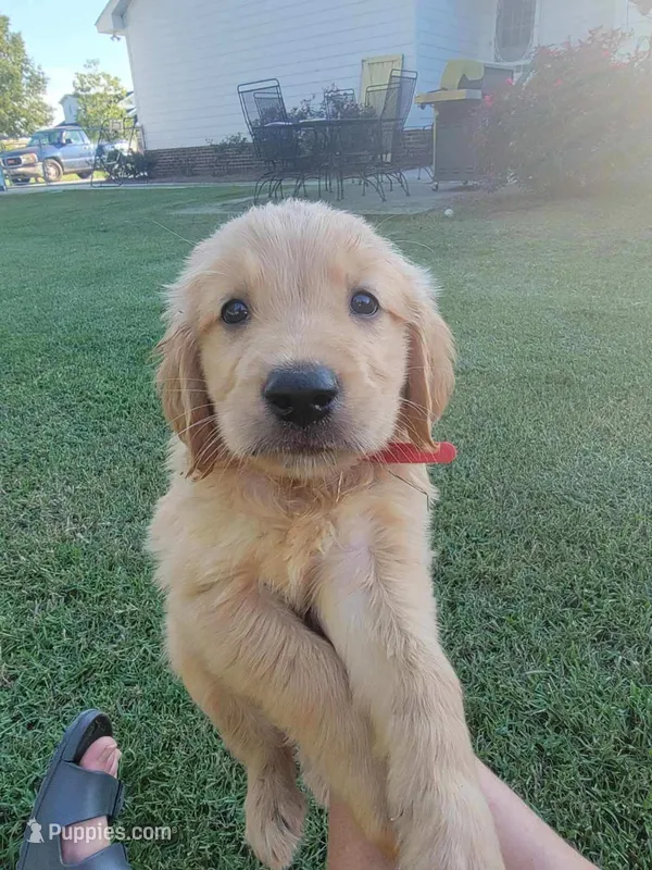 Golden female – Golden Retriever puppy for sale in Pembroke, NC