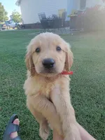 Golden female, a female Golden Retriever for sale in Pembroke, NC – 1 of 5