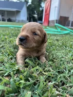 Golden female, a female Golden Retriever for sale in Pembroke, NC – 5 of 5