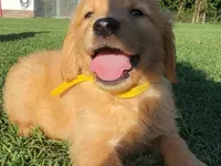 Golden, a male Golden Retriever for sale in Pembroke, NC – 1 of 2