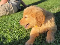 Golden female, a female Golden Retriever for sale in Pembroke, NC – 3 of 5