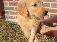 Golden, a male Golden Retriever for sale in Pembroke, NC – 2 of 2