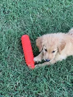 Golden female, a female Golden Retriever for sale in Pembroke, NC – 4 of 5