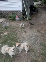 Sari, a female Chinese Crested and Pomeranian for sale in Salemburg, NC – 8 of 9
