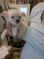 Polar Bear, a male Peekapoo and Pomeranian for sale in Salemburg, NC – 10 of 10
