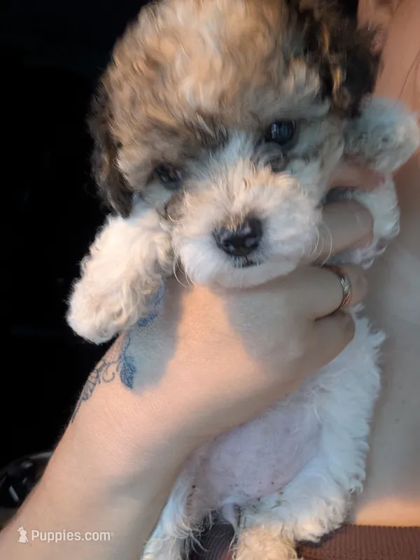Colocha – Poodle - Miniature  puppy for sale in Salemburg, NC