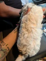 Colocha, a female Poodle - Miniature  for sale in Salemburg, NC – 2 of 6