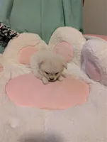 Polar Bear, a male Peekapoo and Pomeranian for sale in Salemburg, NC – 1 of 8