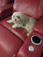 Ruby, a female Shih Tzu for sale in Salemburg, NC – 4 of 4