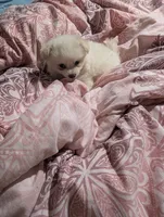 Bon bon, a male Pomchi for sale in Salemburg, NC – 2 of 5
