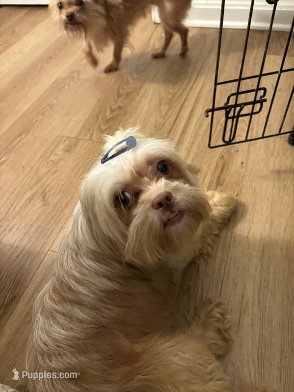 Ruby – Shih Tzu puppy for sale in Salemburg, NC