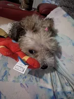 Colocha, a female Poodle - Miniature  for sale in Salemburg, NC – 10 of 10