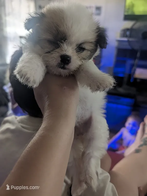 Dottie – Chihuahua puppy for sale in Salemburg, NC