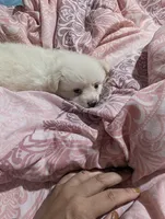 Taquito, a male Pomchi for sale in Salemburg, NC – 2 of 6