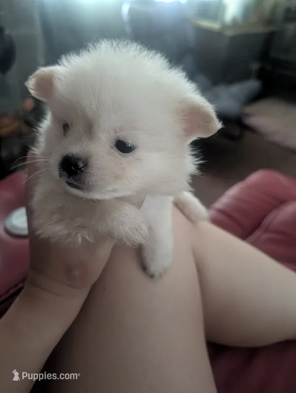 Polar, a male Chihuahua for sale in Salemburg, NC – 1 of 4