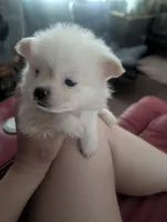 Polar, a male Chihuahua for sale in Salemburg, NC – 1 of 4