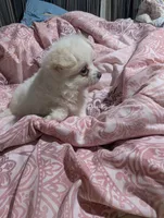 Bon bon, a male Pomchi for sale in Salemburg, NC – 4 of 5