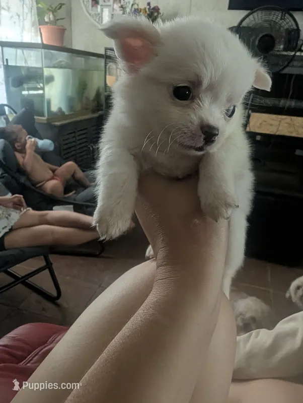 Cloe – Chihuahua puppy for sale in Salemburg, NC