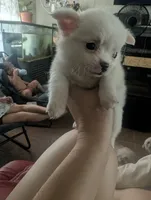 Cloe, a female Chihuahua for sale in Salemburg, NC – 1 of 1