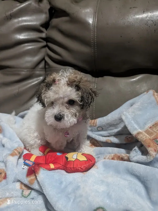 Colocha – Poodle - Miniature  puppy for sale in Salemburg, NC