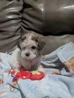 Colocha, a female Poodle - Miniature  for sale in Salemburg, NC – 5 of 10