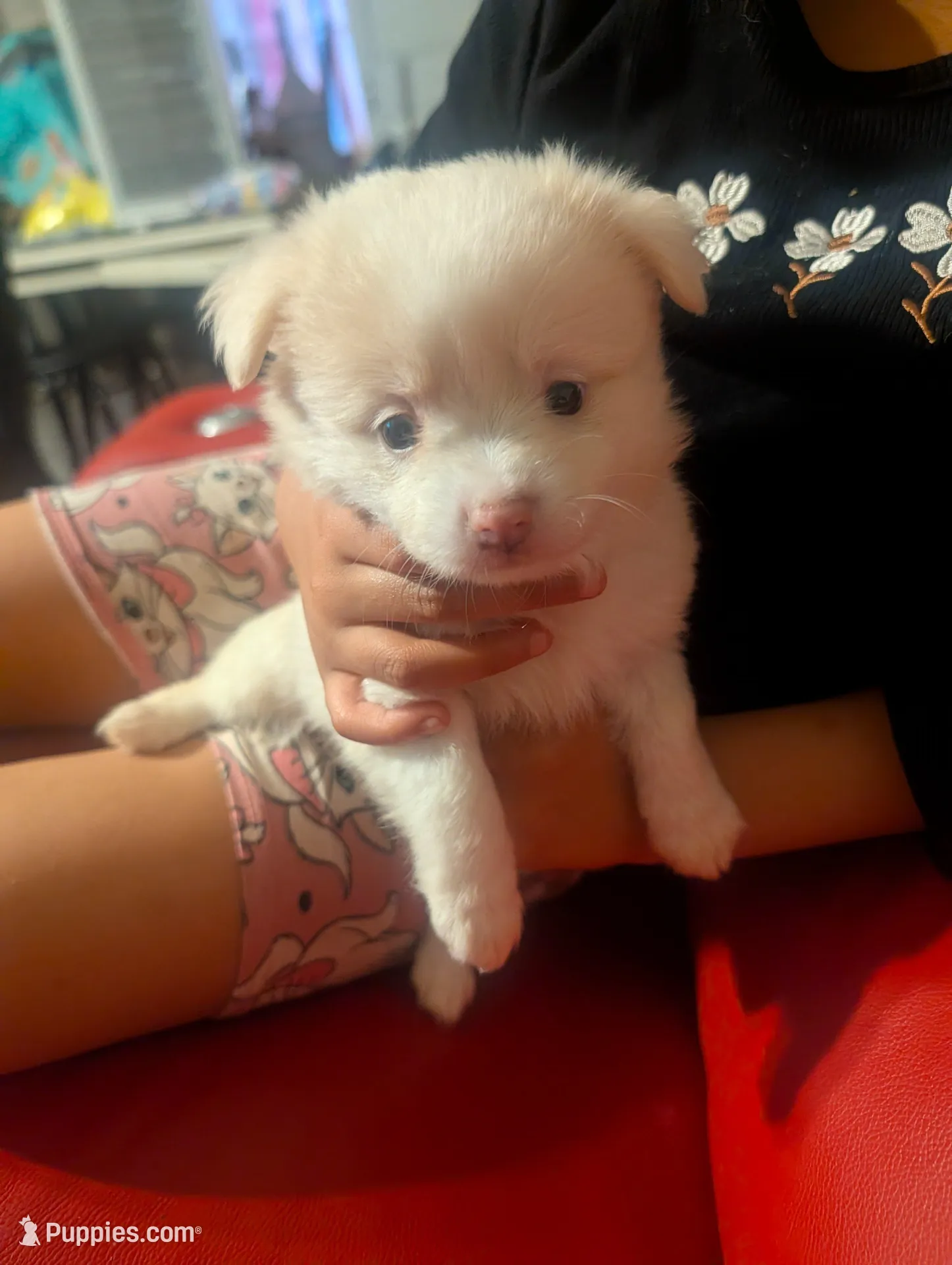 Sari, a female Chinese Crested for sale in Salemburg, NC – 2 of 6