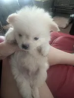 Polar, a male Chihuahua for sale in Salemburg, NC – 2 of 4