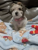 Colocha, a female Poodle - Miniature  for sale in Salemburg, NC – 8 of 10