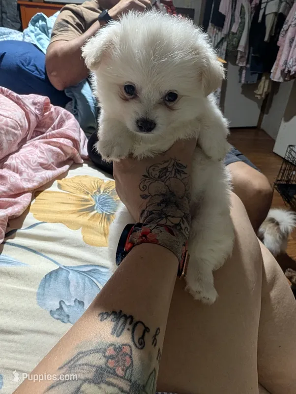 Bon bon – Pomchi puppy for sale in Salemburg, NC