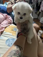 Bon bon, a male Pomchi for sale in Salemburg, NC – 1 of 5