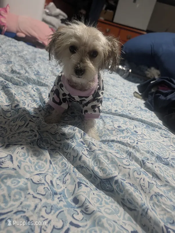 Colocha – Poodle - Miniature  puppy for sale in Salemburg, NC