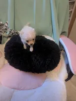 Thumbelina, a female Peekapoo and Pomeranian for sale in Salemburg, NC – 8 of 8
