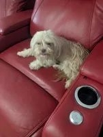 Ruby, a female Shih Tzu for sale in Salemburg, NC – 2 of 4