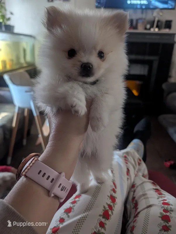 Floof – Pomeranian puppy for sale in Salemburg, NC