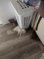 Floof, a male Pomeranian for sale in Salemburg, NC – Photo 3 of 3