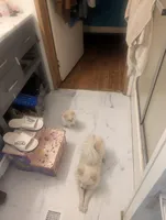 Floof, a male Pomeranian for sale in Salemburg, NC – Photo 2 of 3