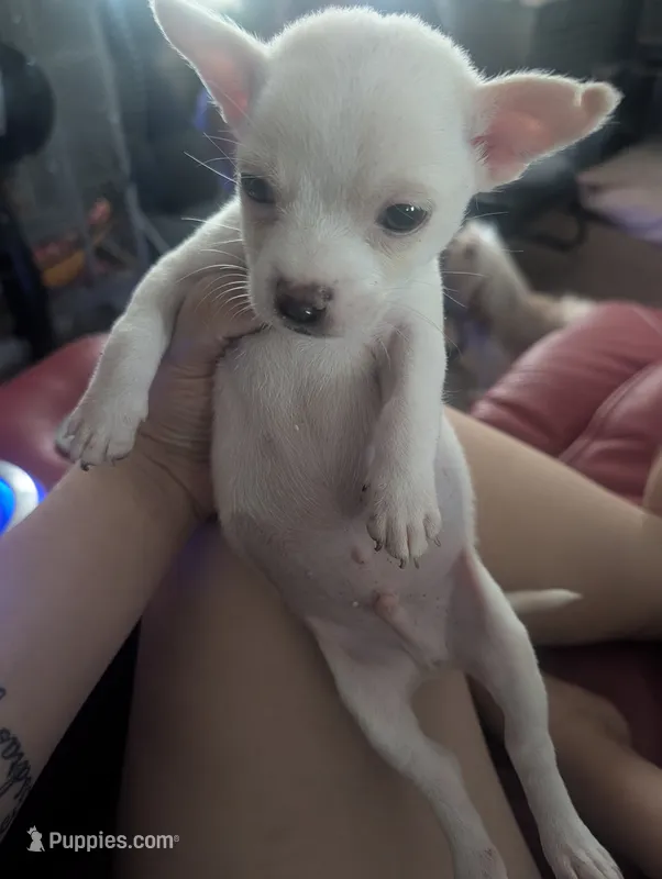 Paul – Chihuahua puppy for sale in Salemburg, NC